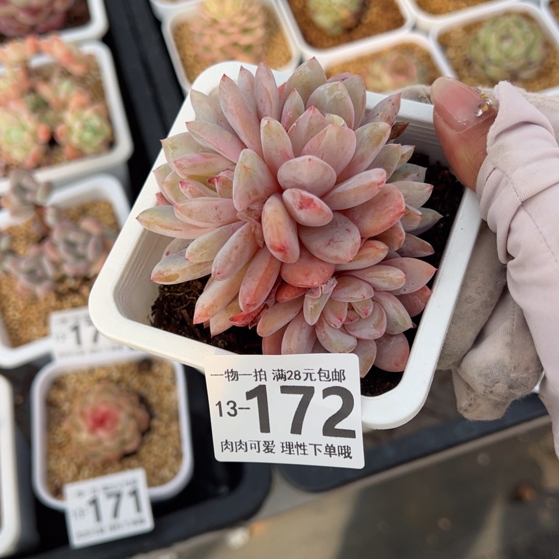 橙梦露多肉多肉多肉