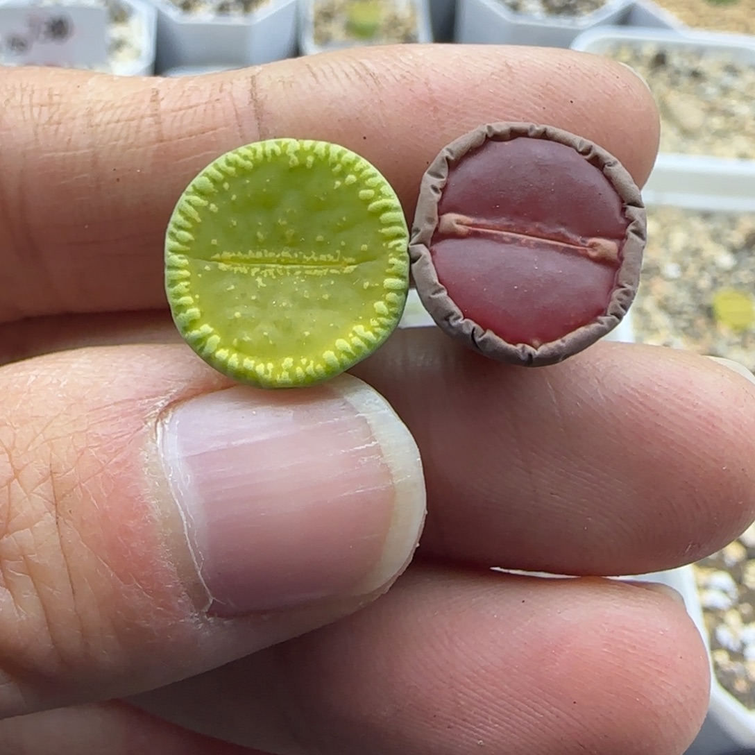 134稍缺水清框福利30包邮