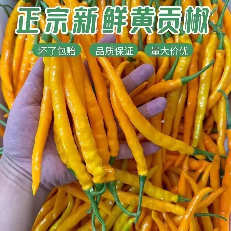 （顺丰包邮）现摘新鲜黄贡椒泡椒辣椒酱产地直发香辣黄辣椒批发