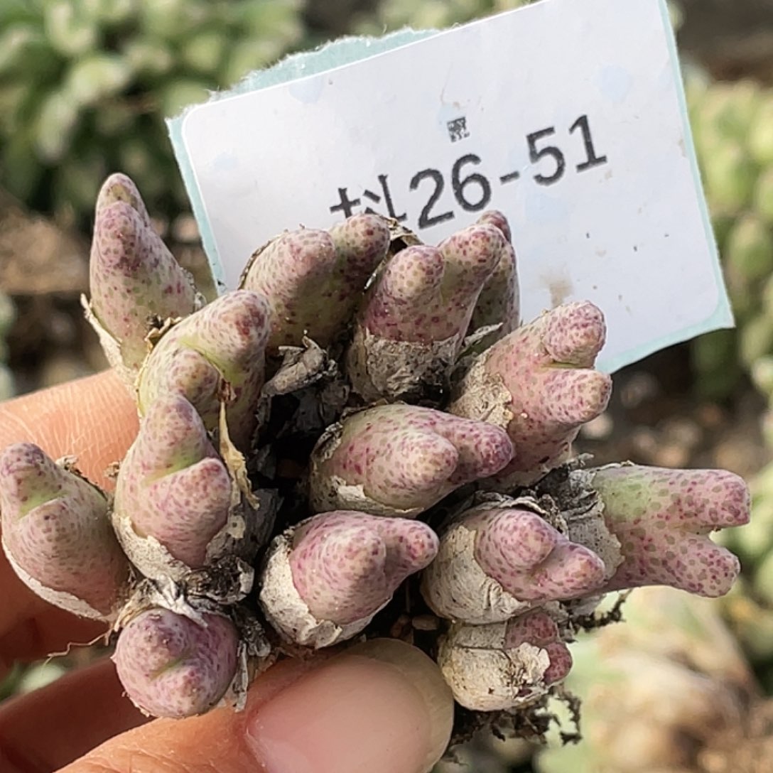黄***朴26-51肉锥多肉植物
