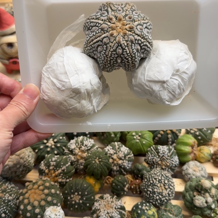 兜星球仙人球826号