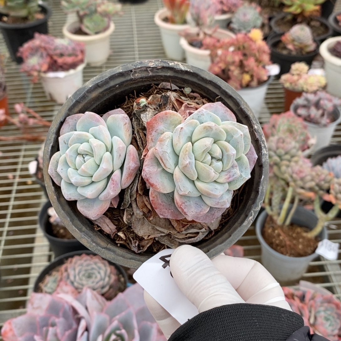 4563冰玉多头一物一拍