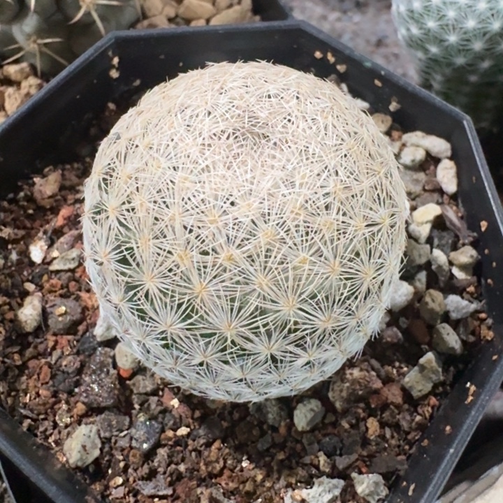 姬玉实生仙人球   