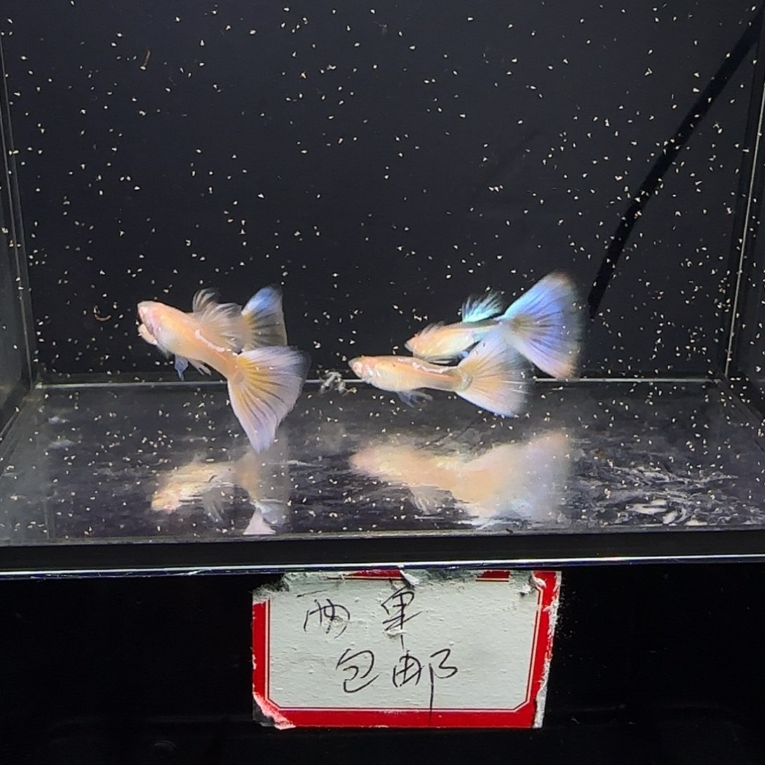 孔雀鱼樱花粉狮公鱼四条