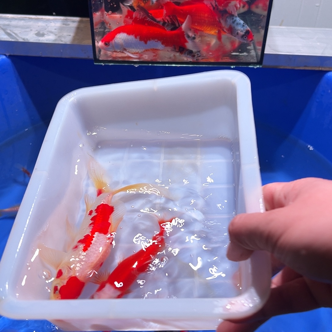 李***子海水鱼观赏鱼福利多多啊