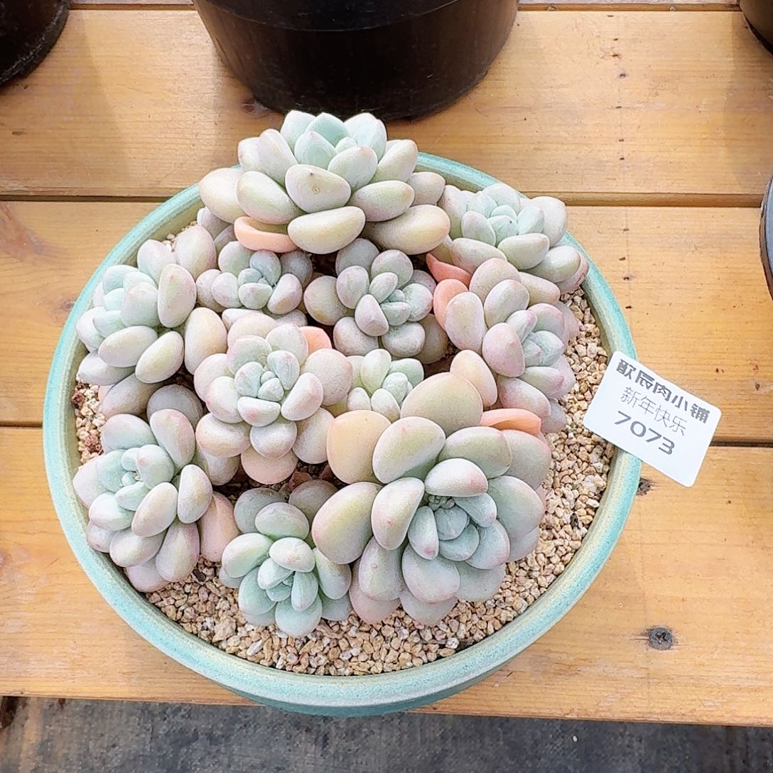 多肉植物泡泡糖7073