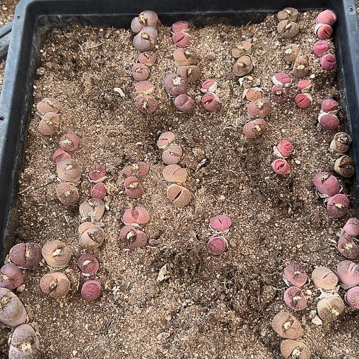 生石花1111。    320