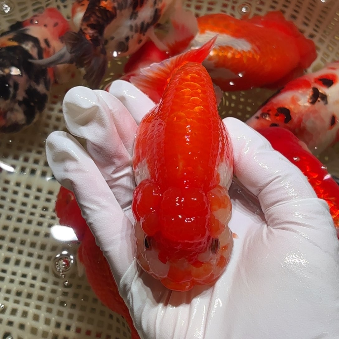 金鱼运费自理不包邮