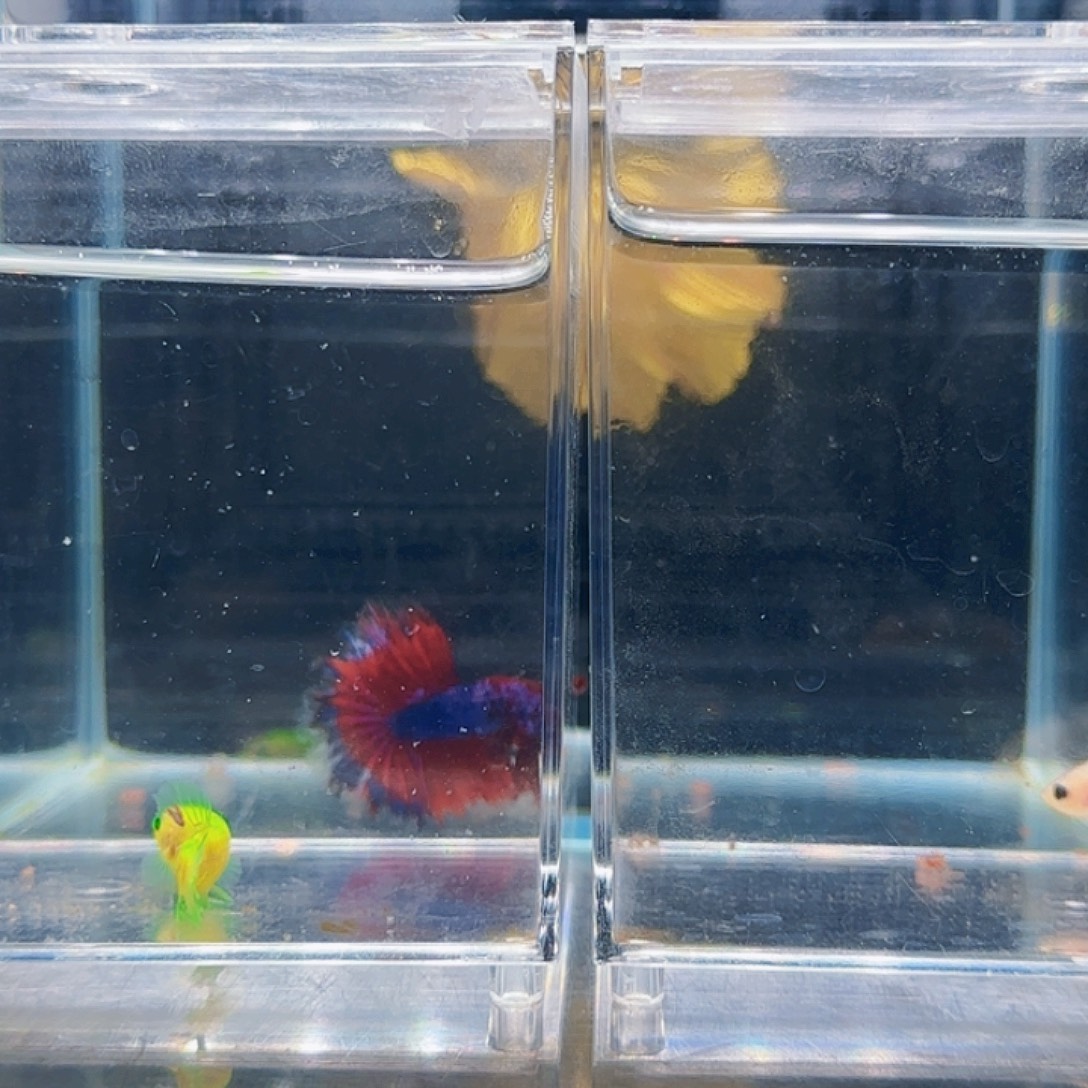 斗鱼活体观赏鱼好养耐活