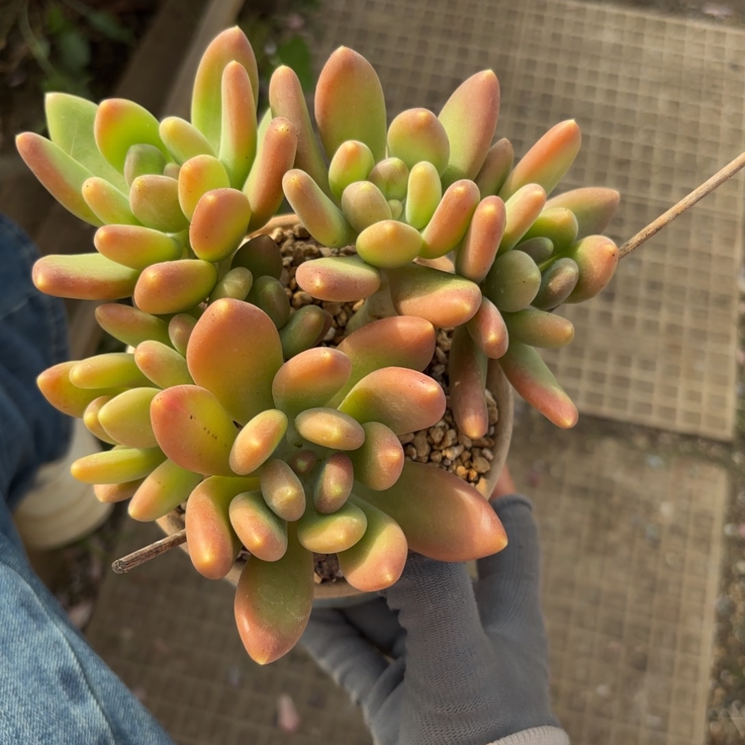 潘多拉美人88888888多肉