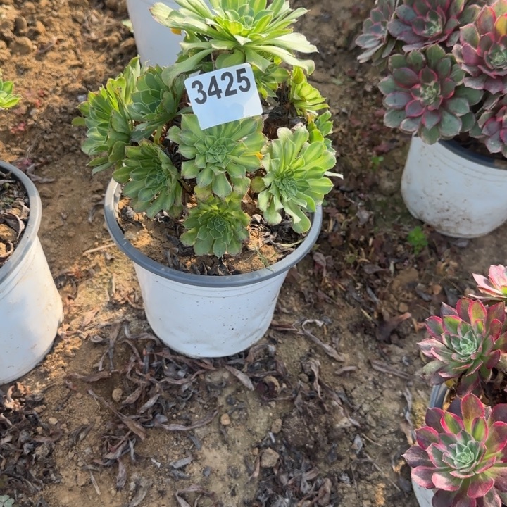 3425 清棚处理不包断枝