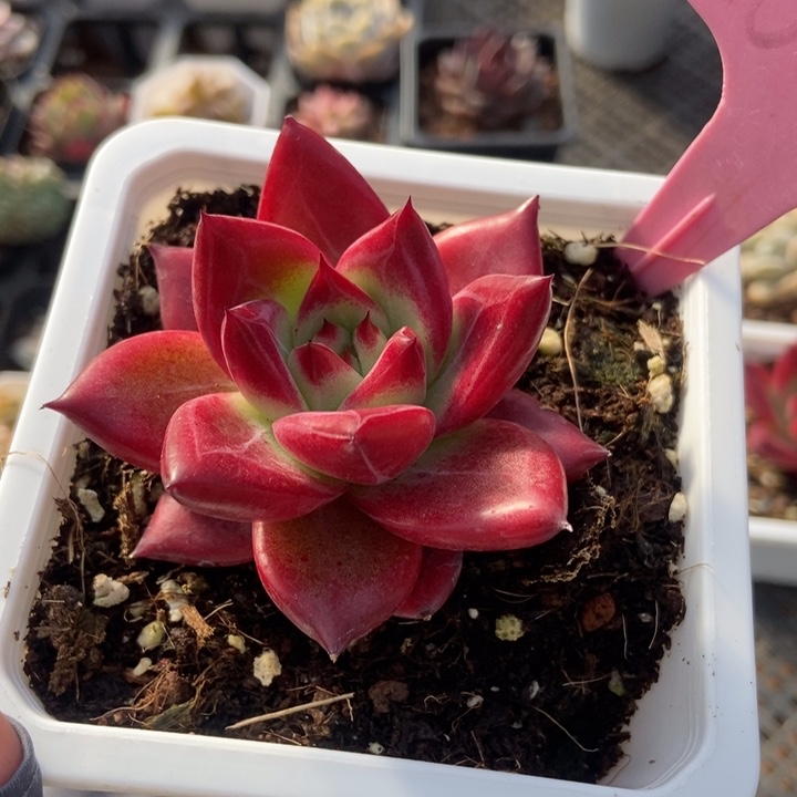 691罗卡多肉植物保护