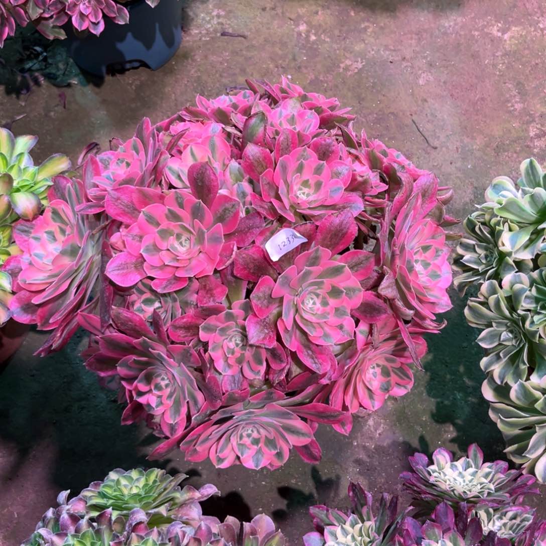 多肉植物女巫1233