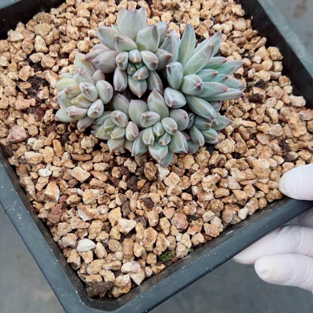 多肉植物多肉植物