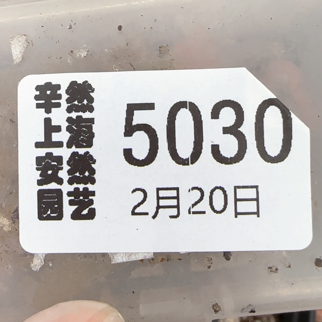 V****a2.20。彩岩玉*5。5030