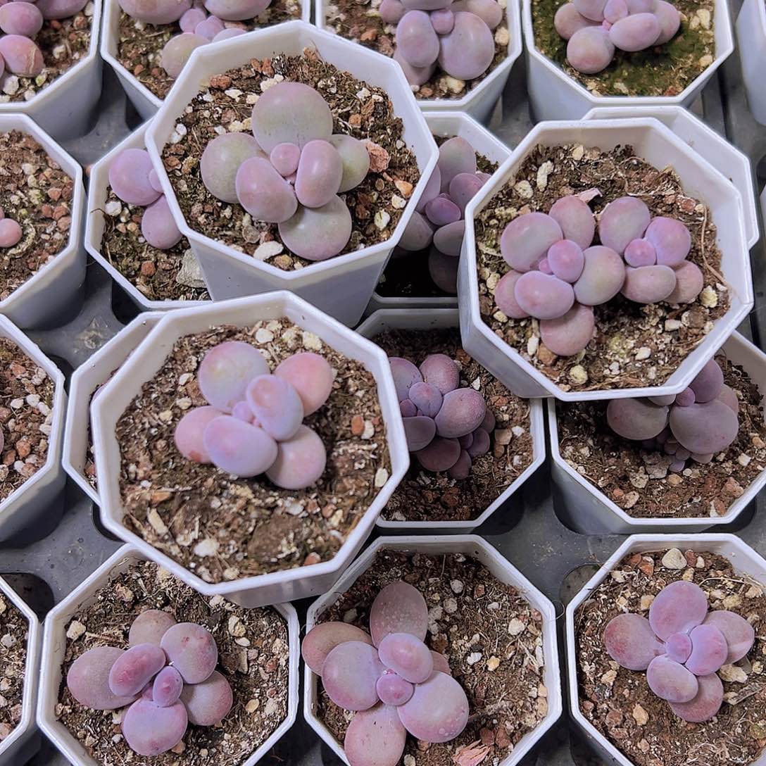 蛋黄奶2盆19包邮多肉