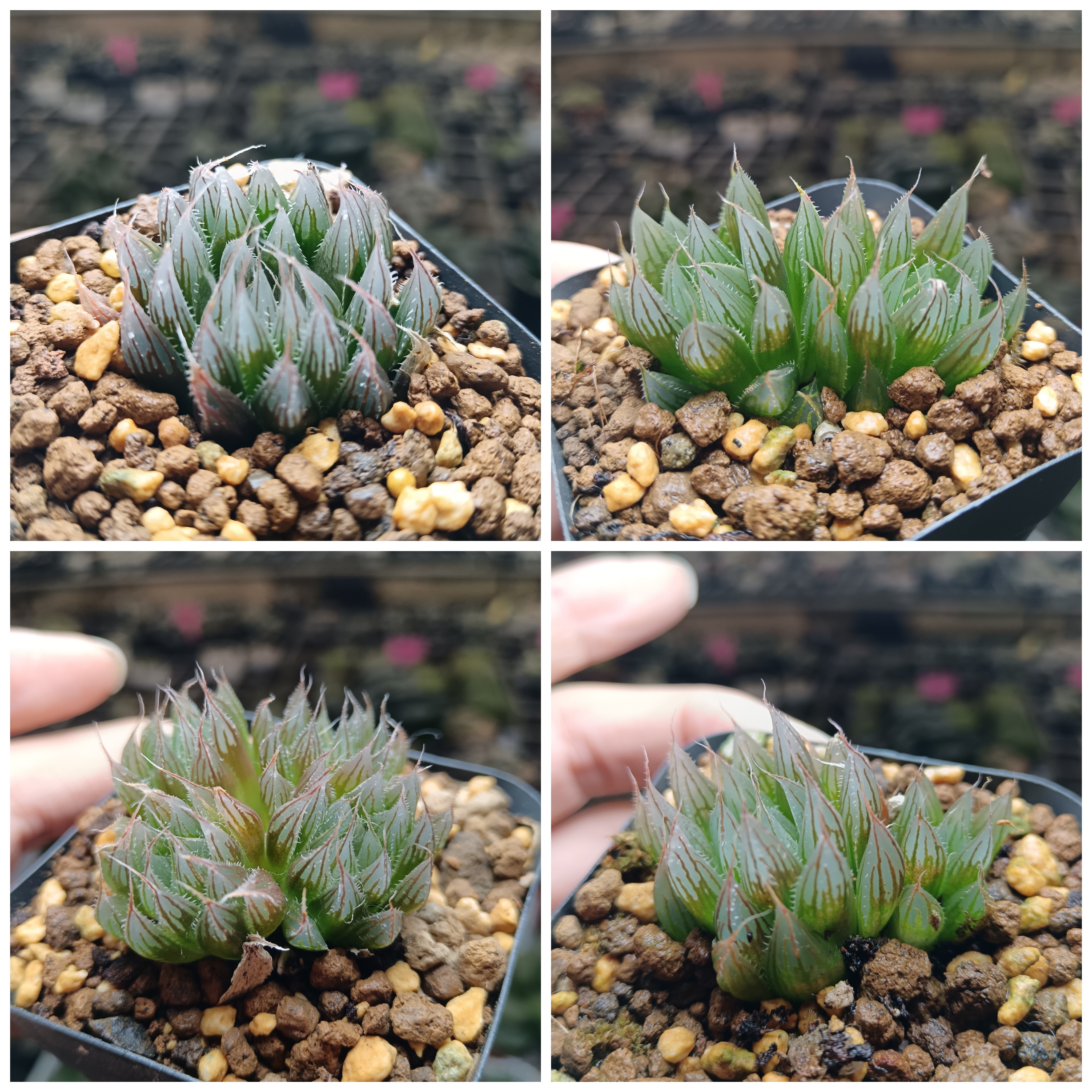 大卫针管玉露十二卷原始多肉6厘米口径盆挑优秀的发25年12月13