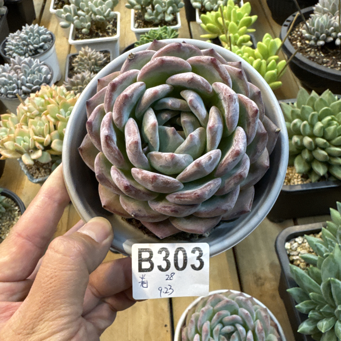 B303，卷心蛋糕，多肉植物，凤橙