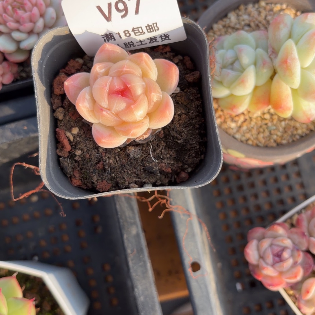 l***3东篱下多肉植物哈哈哈97