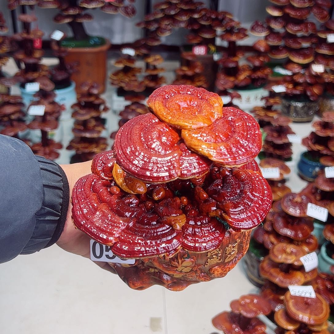 无花朵灵芝盆景056