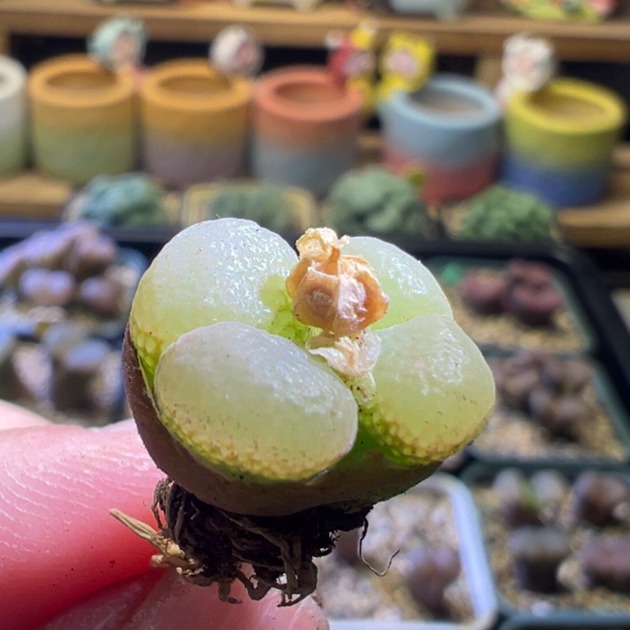 【闪购商品】?***呼日系原株