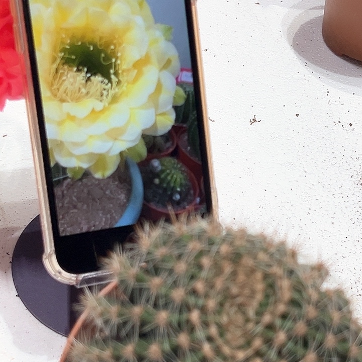 彩草28号黄白七公分左右