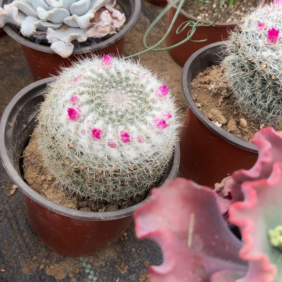 多肉植物多肉植物