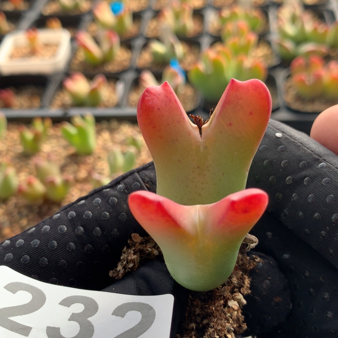 232少将母本一颗