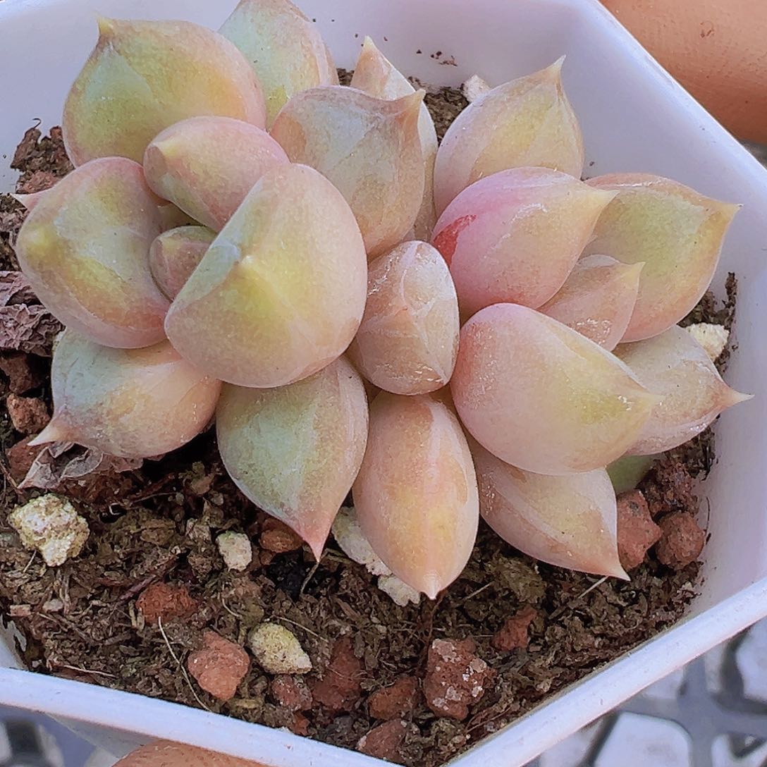 双头圆叶象牙19包邮