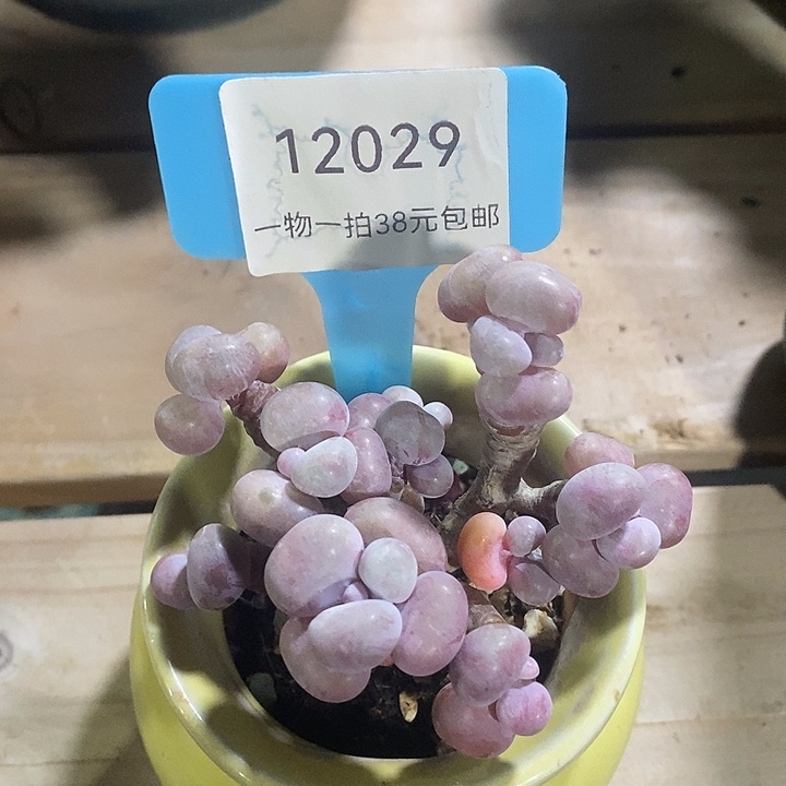 胭脂精品多肉桃蛋