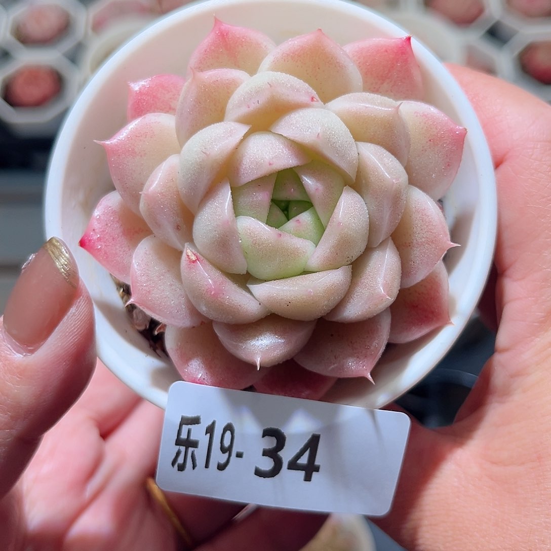 乐19-34 麦秆单头 