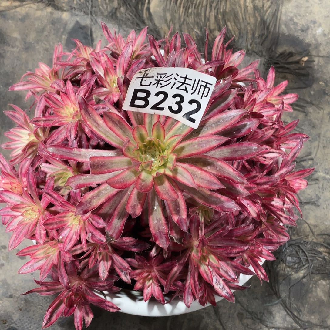 小***女暖暖法师B232–朱雀58福利福利福利