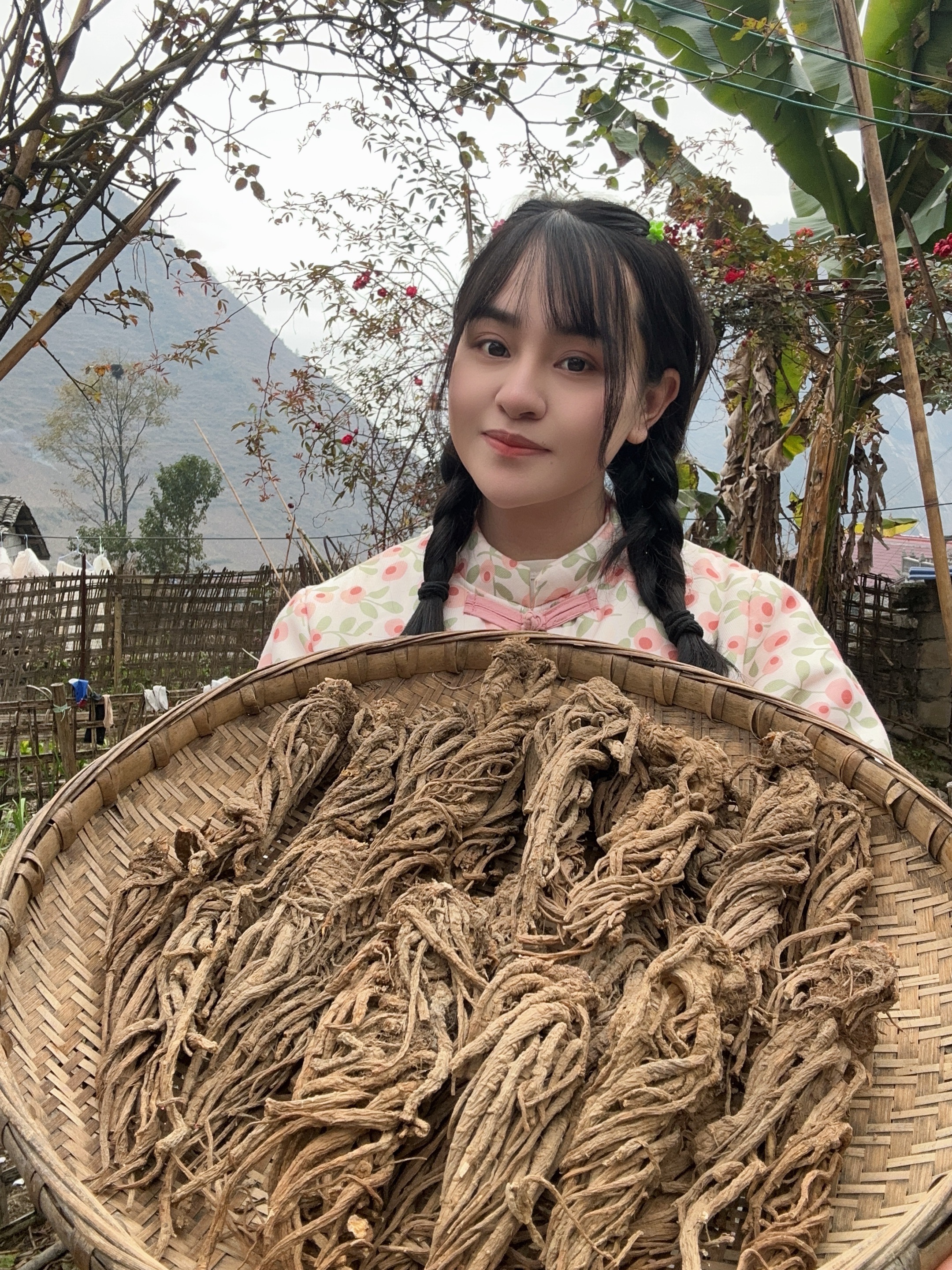 大凉山甘洛干当归太阳自然晾晒