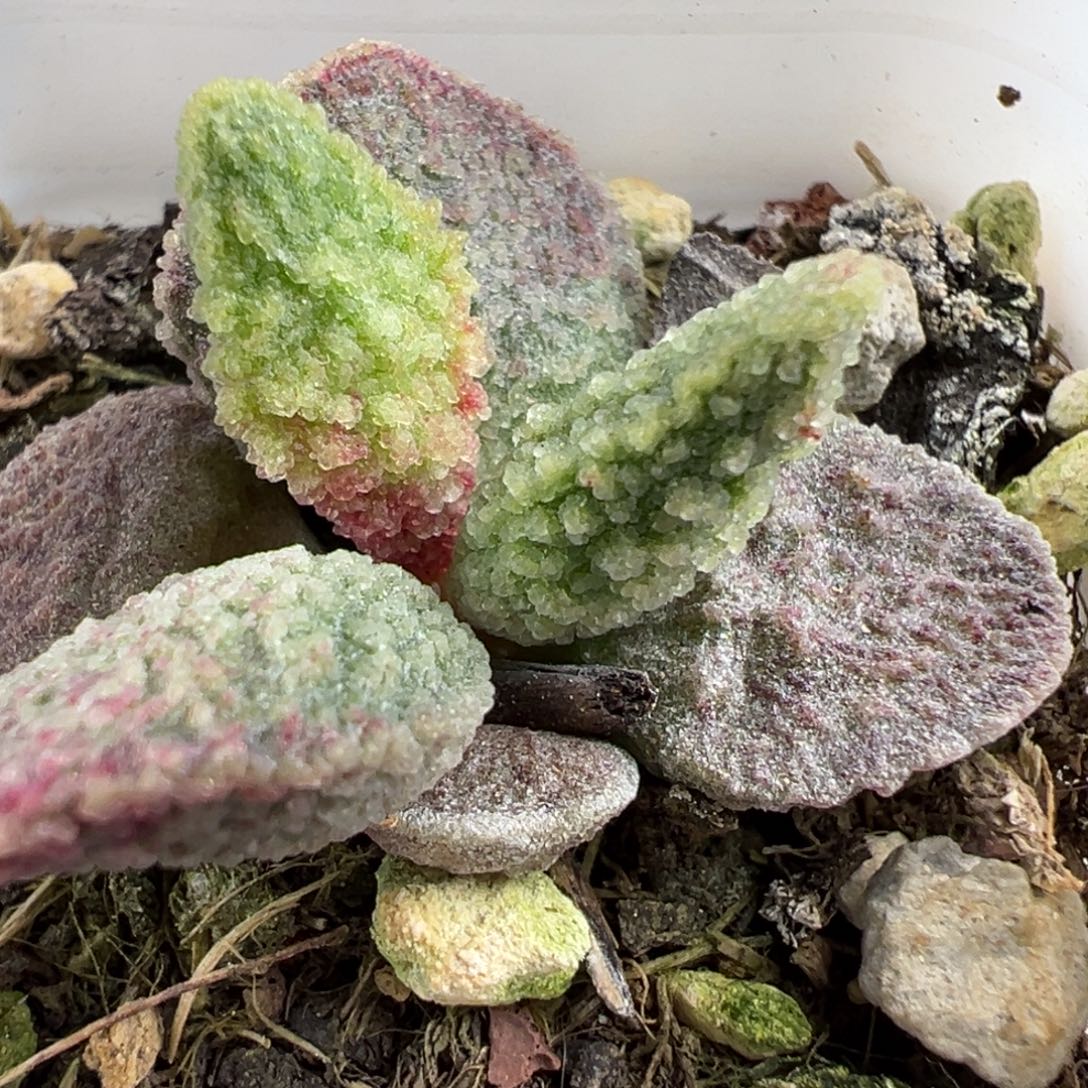 实生新品多肉植物水泡多肉植物