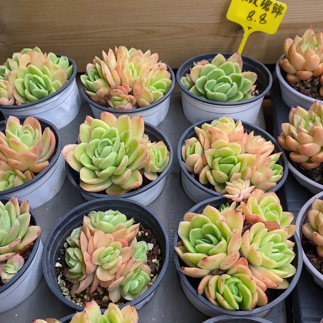 团。冰玫瑰群。福利多多