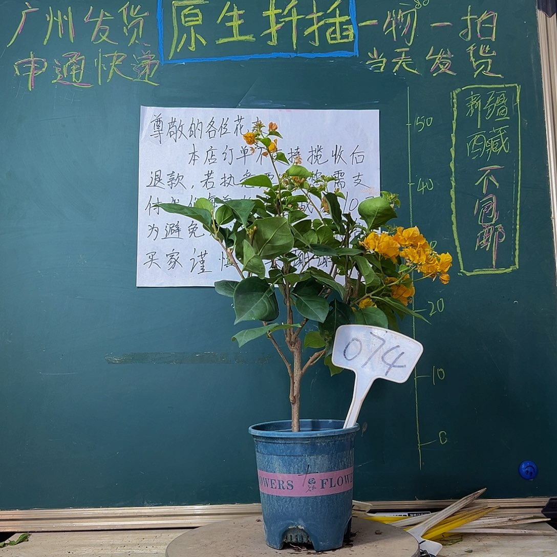 当前无花栽培后可以开花加州黄金 074