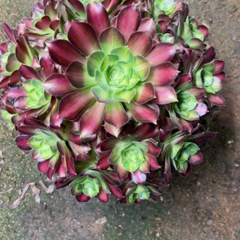 多肉植物韶华锦。