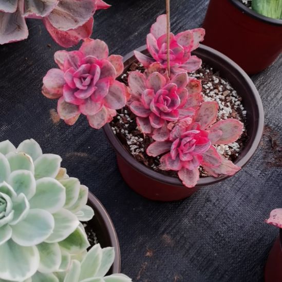 蓝玫瑰白覆轮锦群