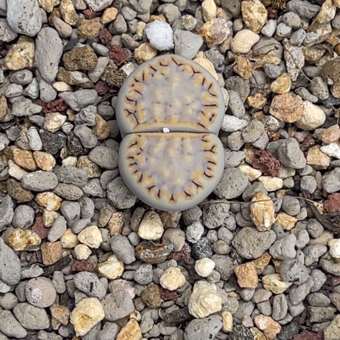 3470金边216饼干蓝底尺1.8