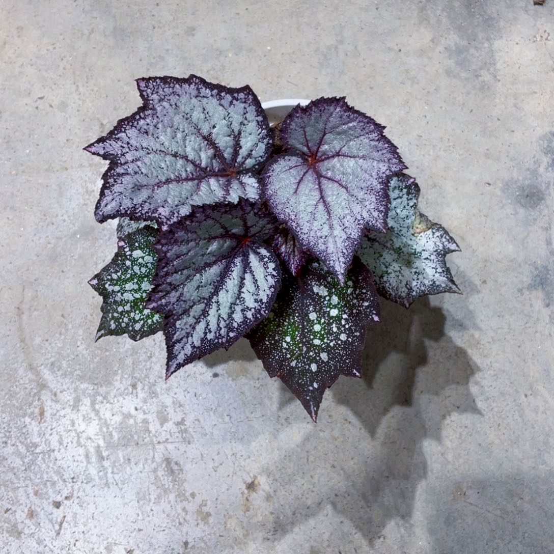 .***学完全开放紫雾星云