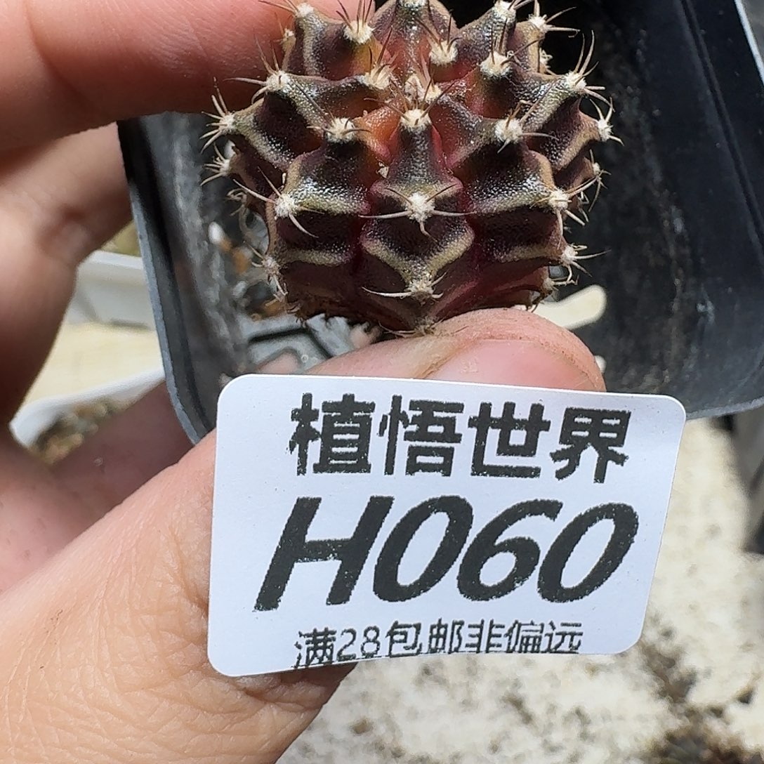 多肉植物的人生规划计划