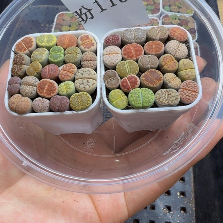 多肉植物和植物等113