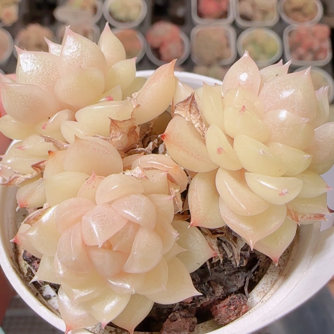 花语多肉1208-302散