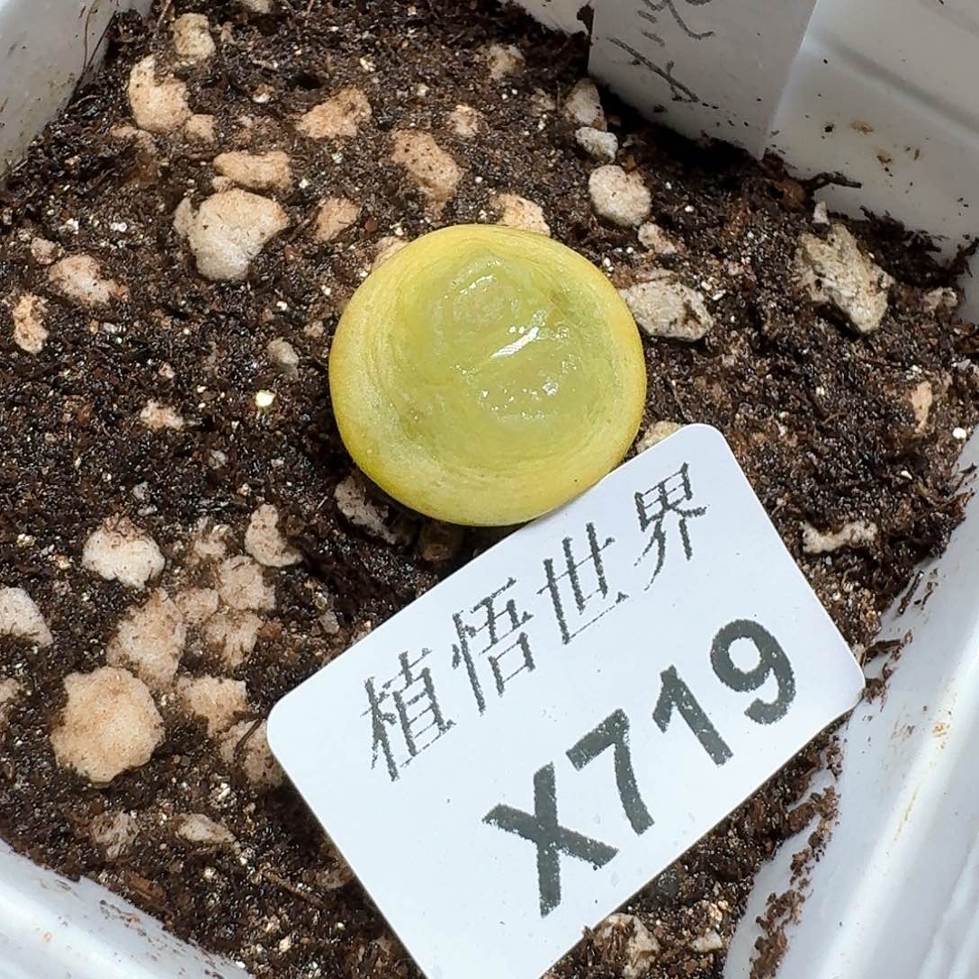 719号多肉植物哇c gb b