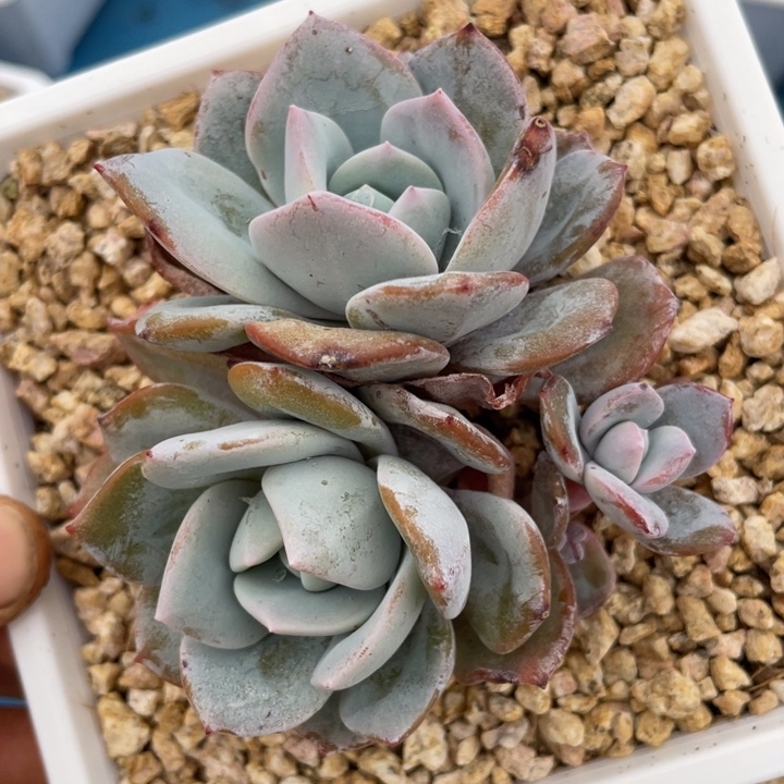 韩版奶茶3头，包正版，满38包邮