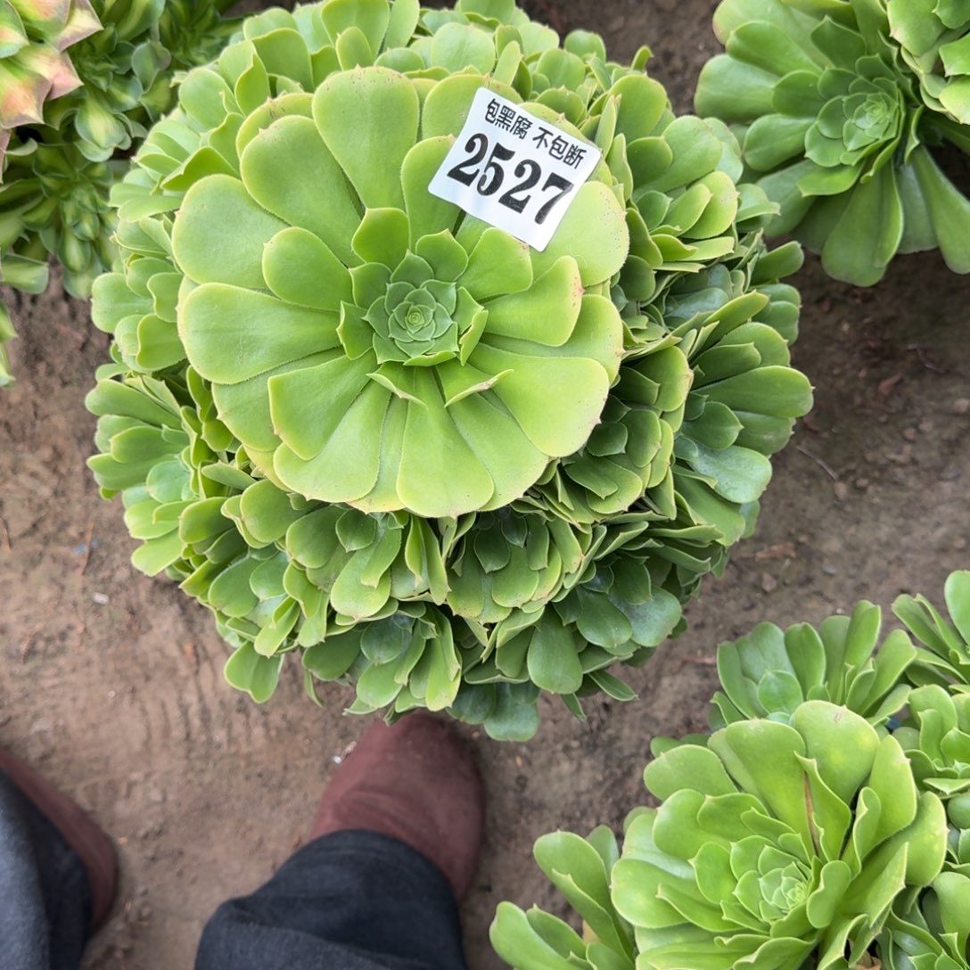 法师绿羊绒17-50 2527 嫁接木