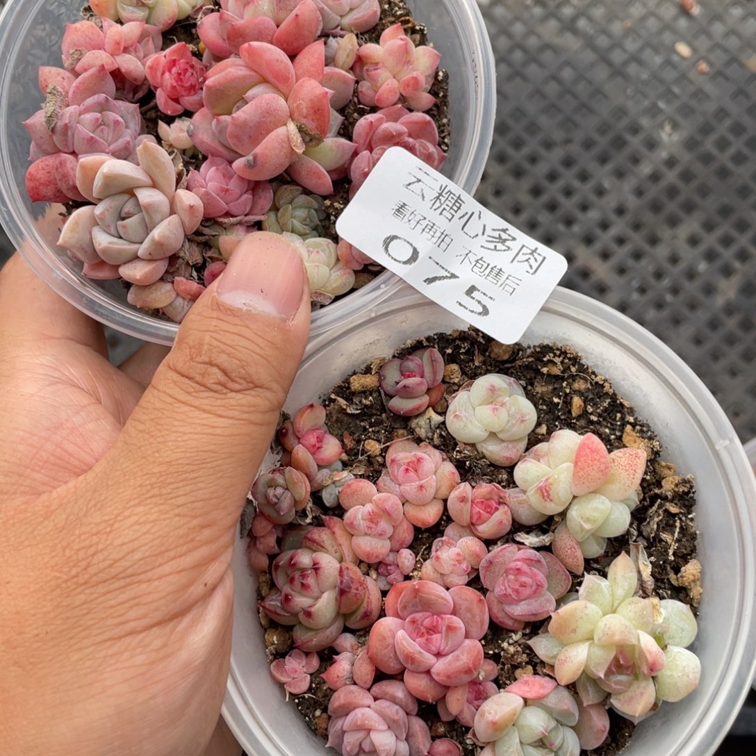 云糖心多肉植物75