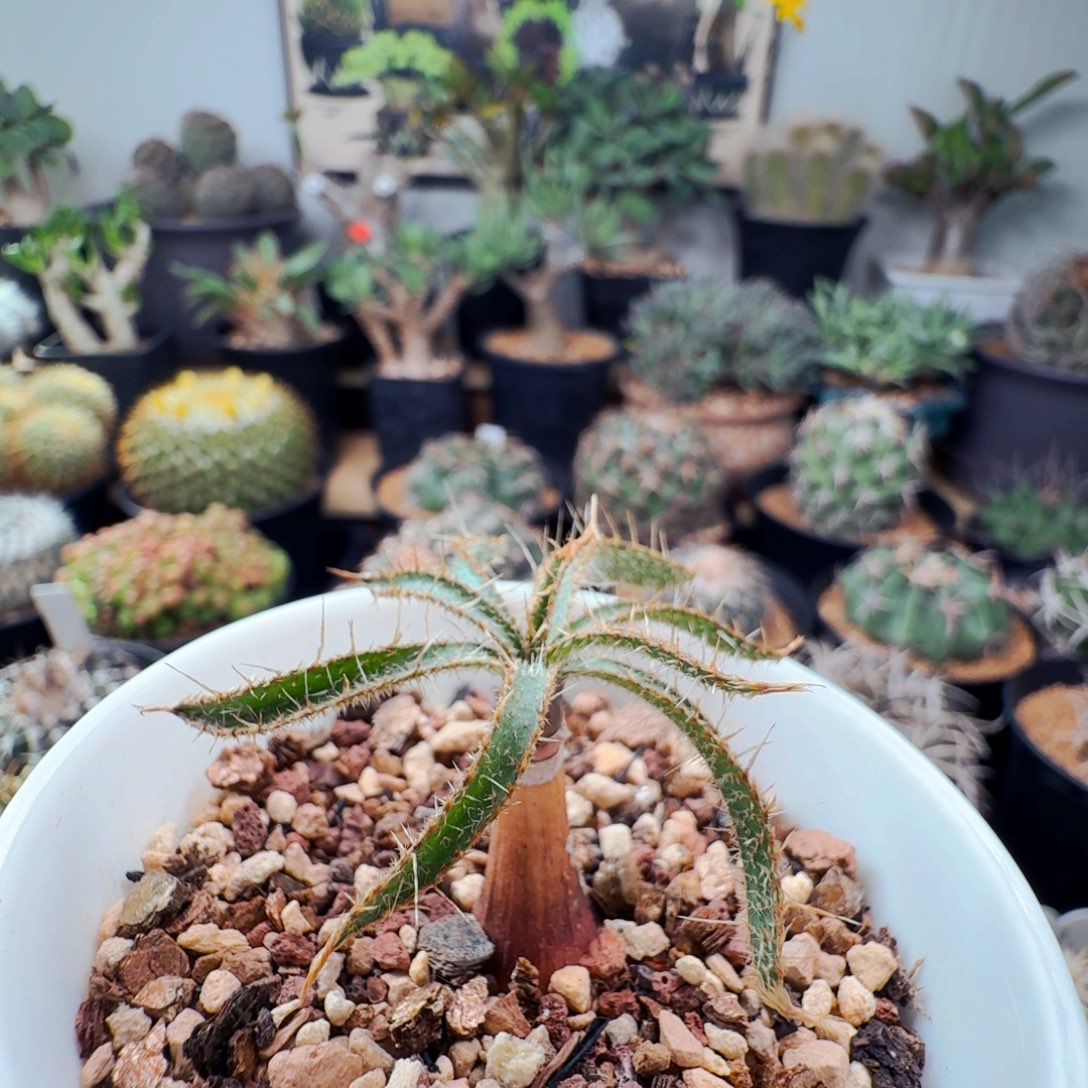 33长毛金刚钻弹簧草