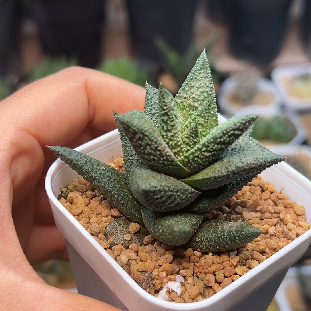 木立龙鳞木童子硬叶十二卷