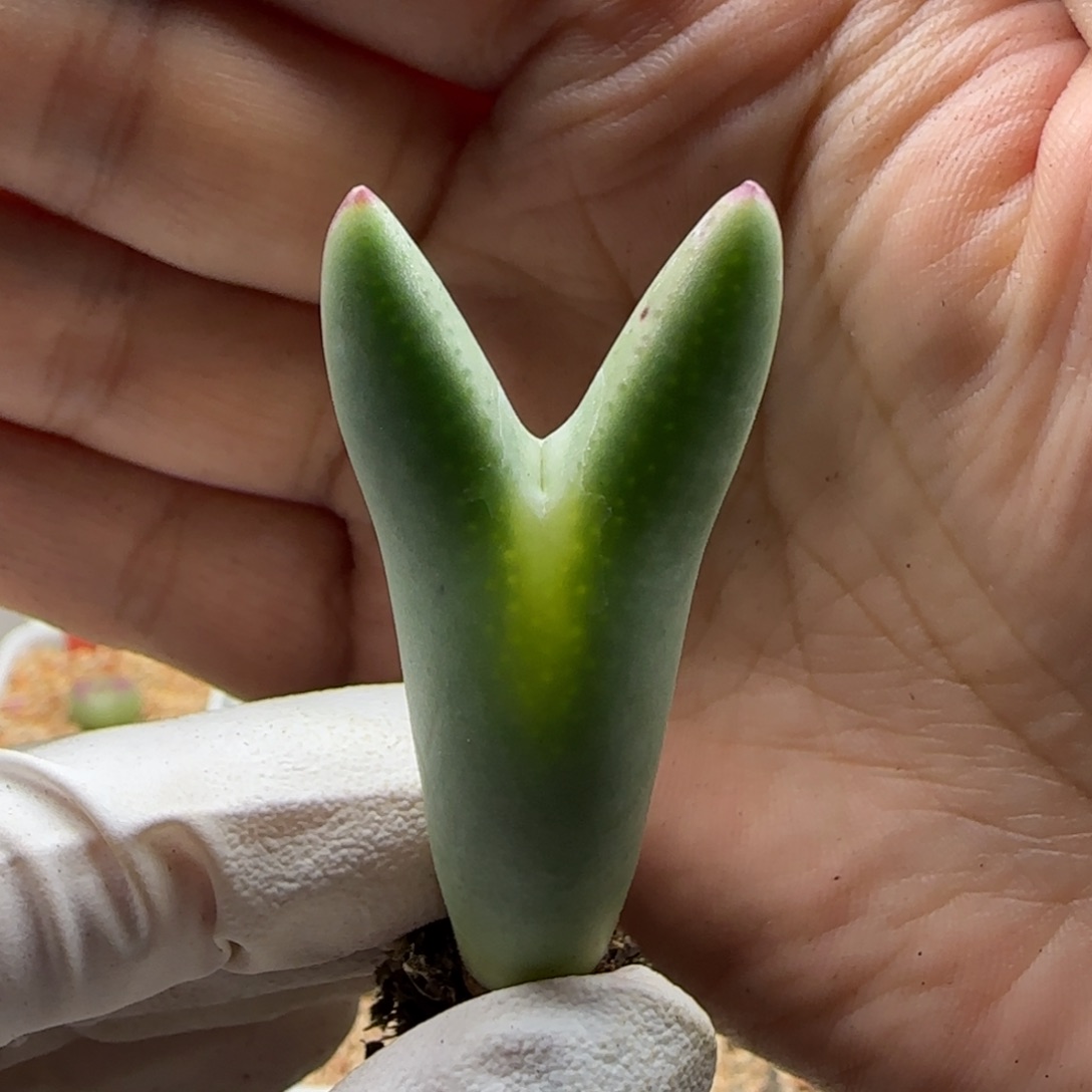 11-12-532当天满38包邮标准皮卡丘